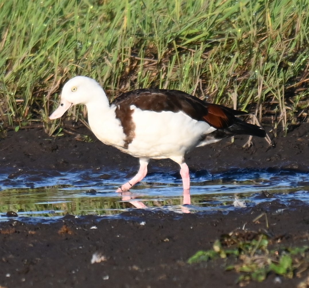 Radjah Shelduck - ML644253360
