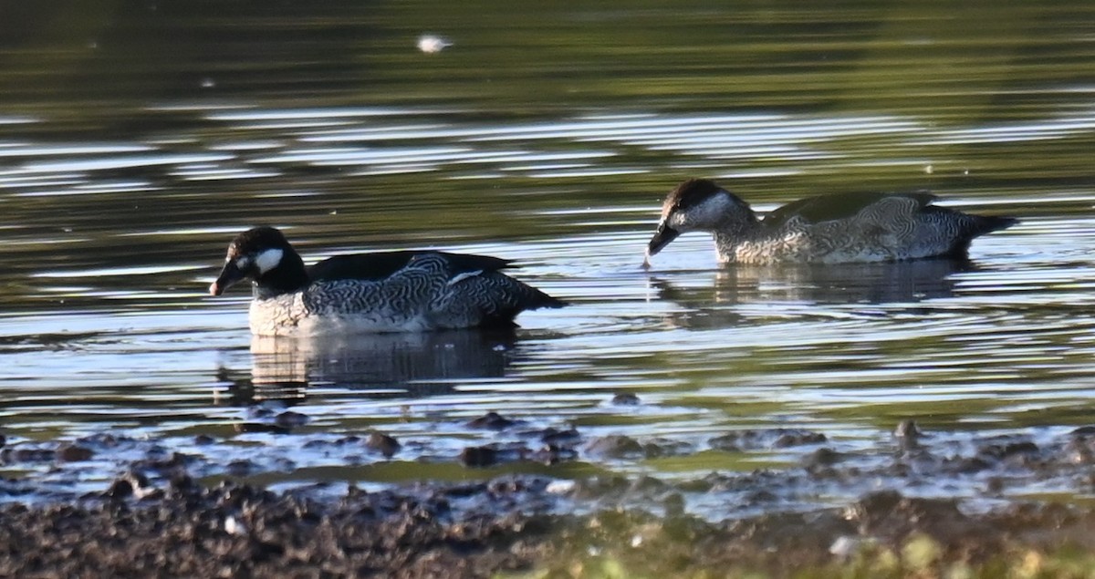 Green Pygmy-Goose - ML644253365