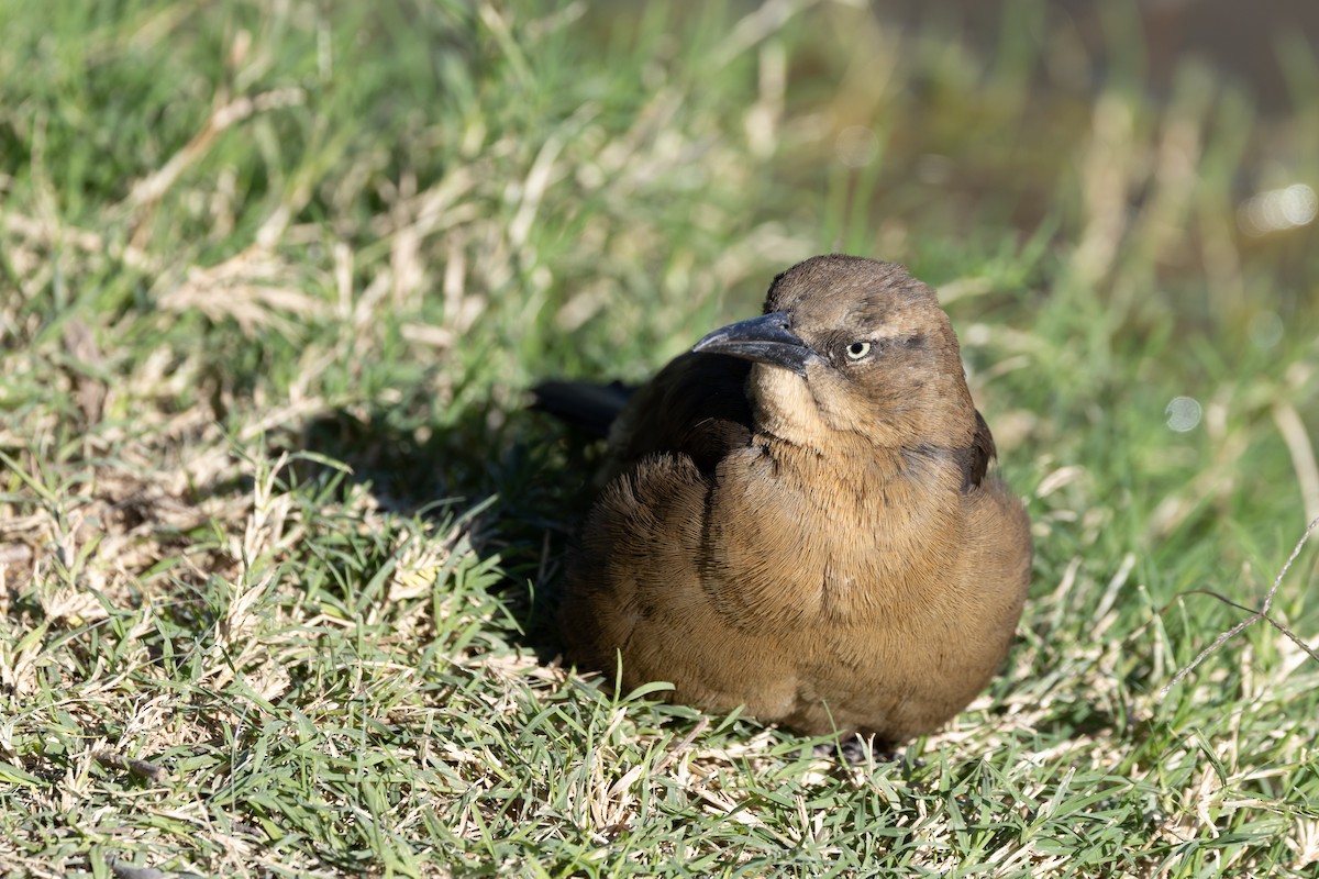 Great-tailed Grackle - ML644253366