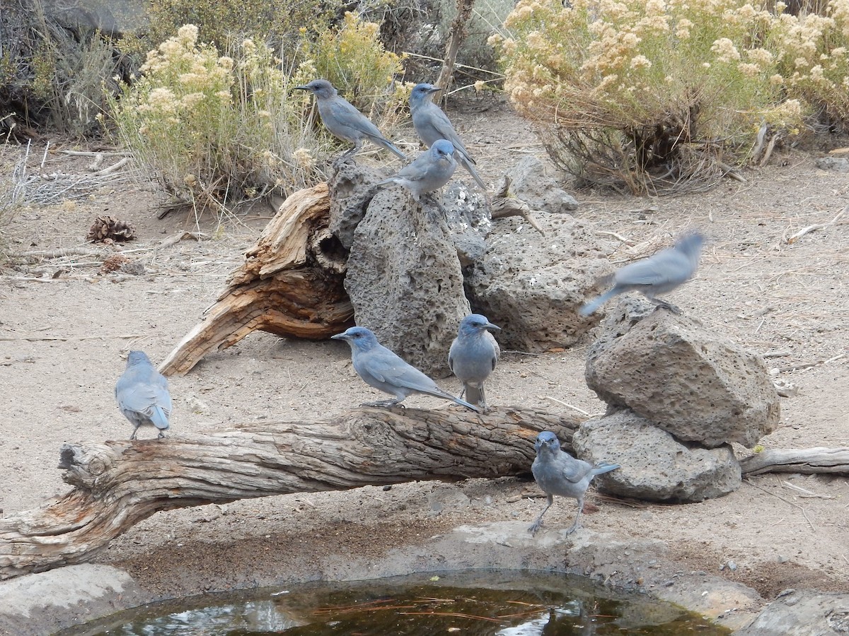 Pinyon Jay - ML644253367