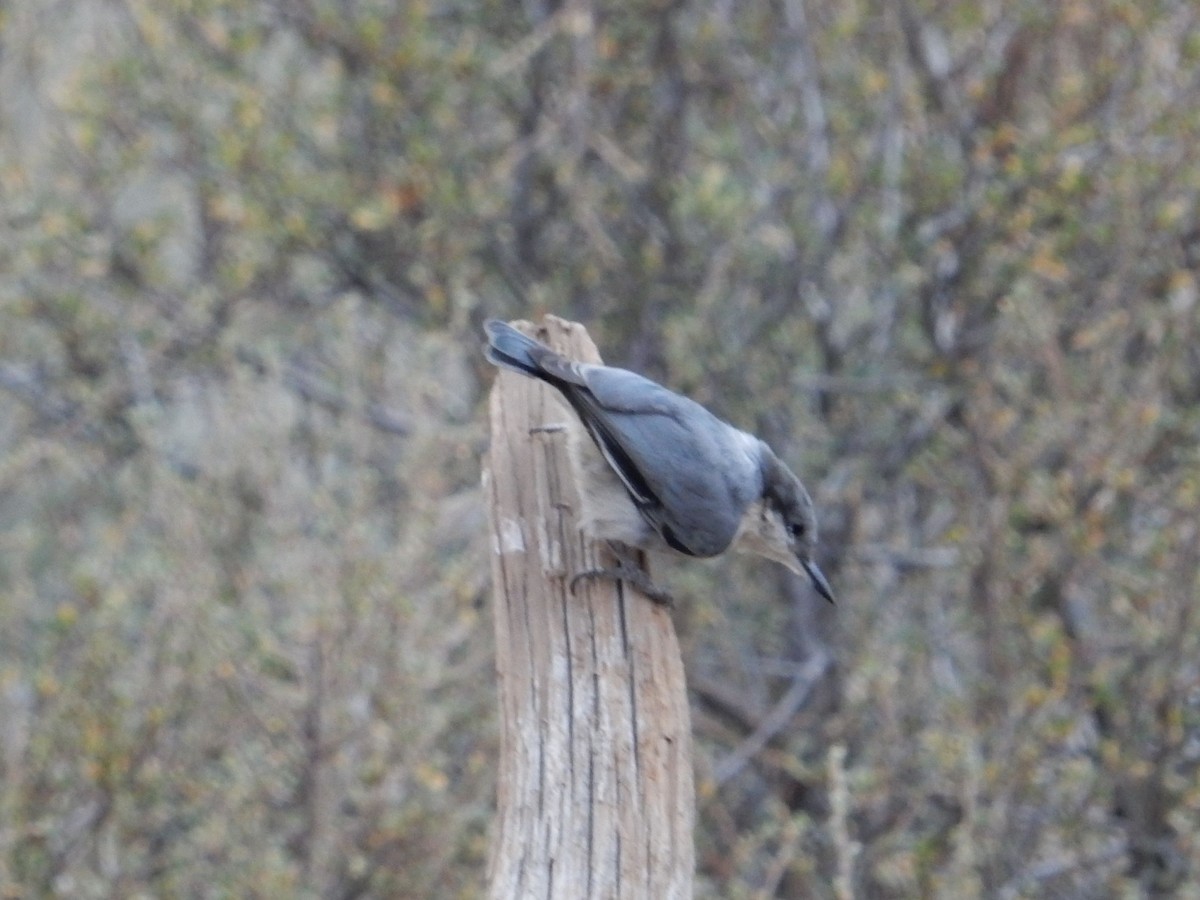 pygméspettmeis - ML644253378