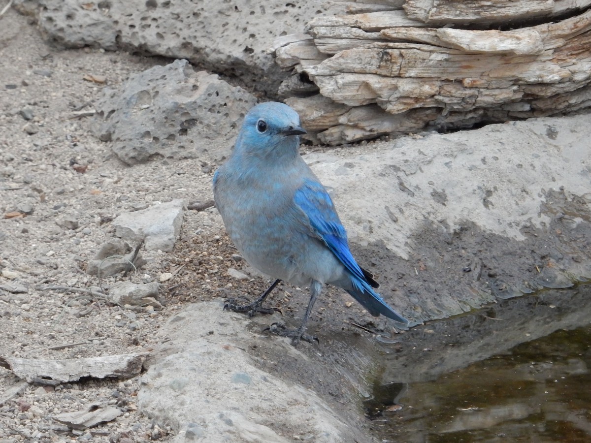 ムジルリツグミ - ML644253383