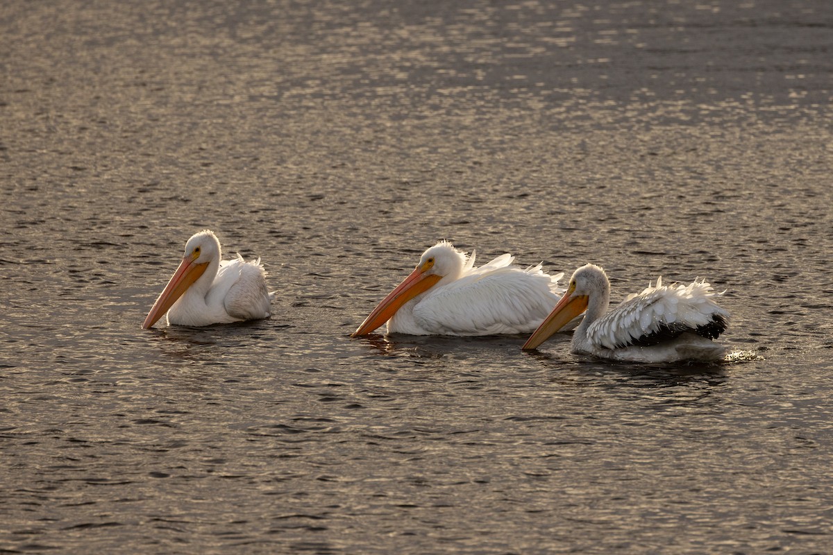 American White Pelican - ML644253384
