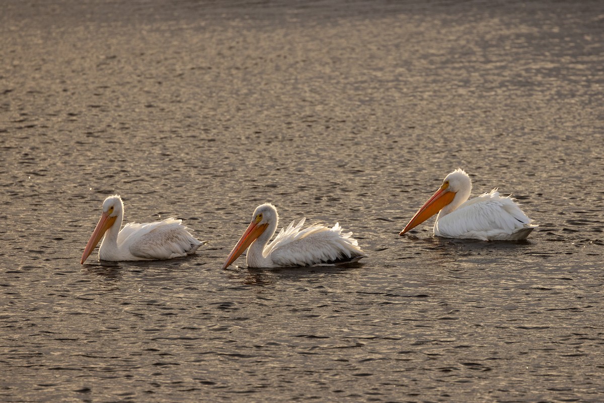 American White Pelican - ML644253385