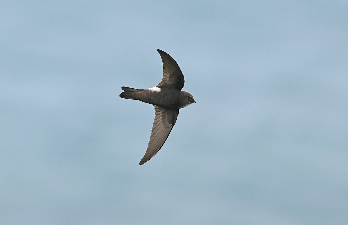 rorýs domácí - ML644253386