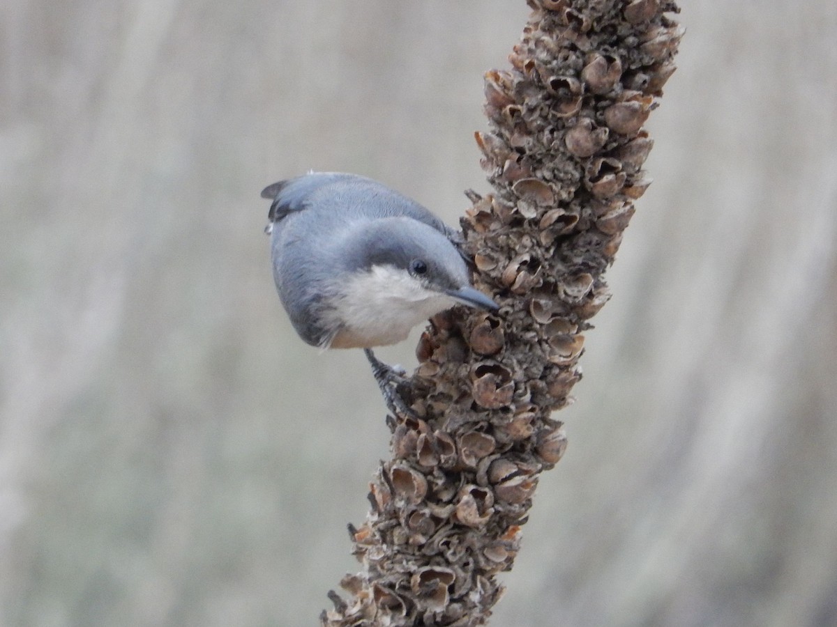 pygméspettmeis - ML644253392