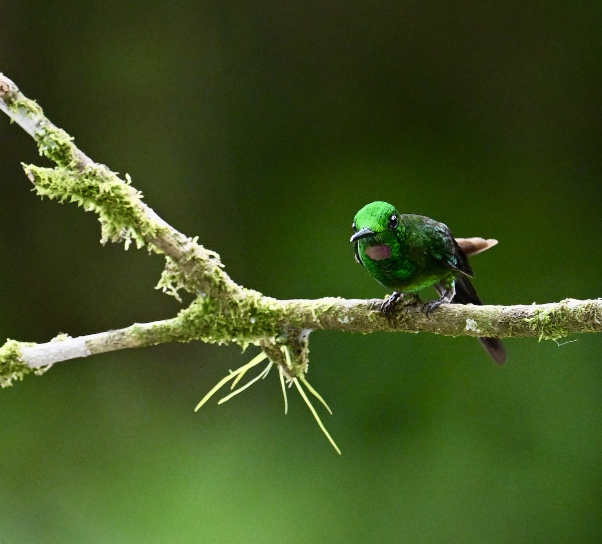 İmparator Pırıltı - ML644253420