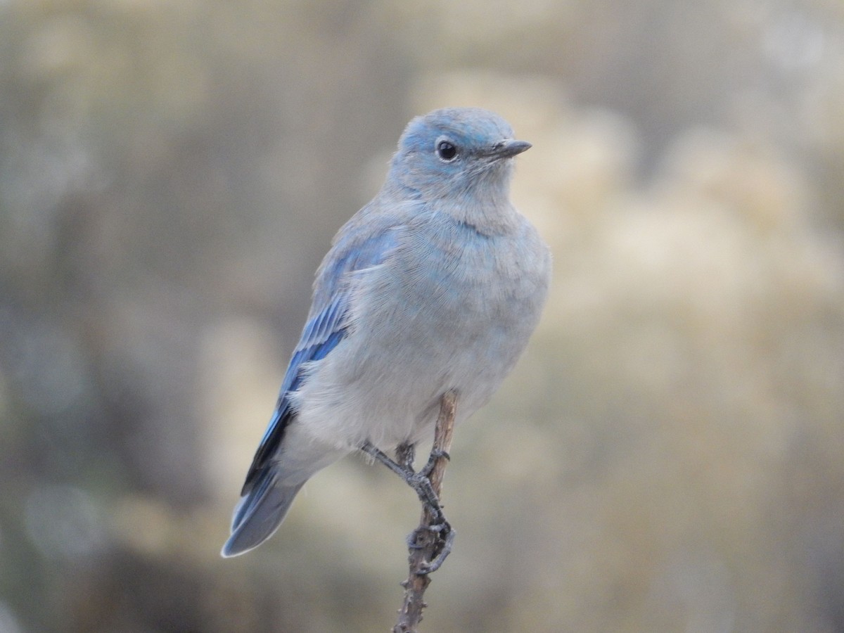 ムジルリツグミ - ML644253422