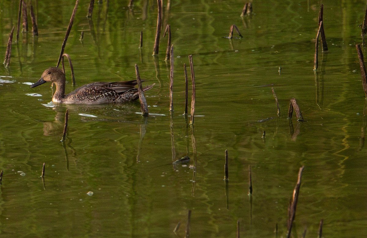 stjertand - ML644253428