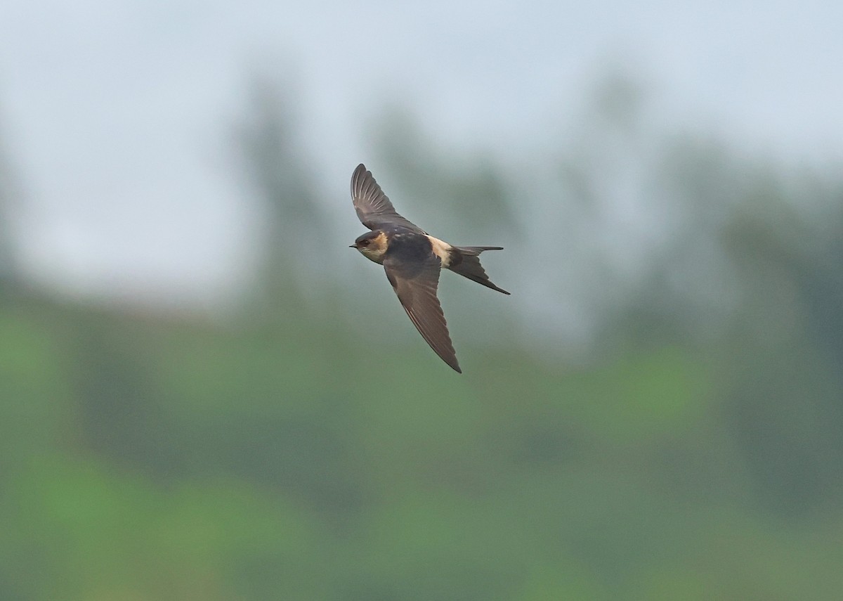 Eastern Red-rumped Swallow - ML644253437
