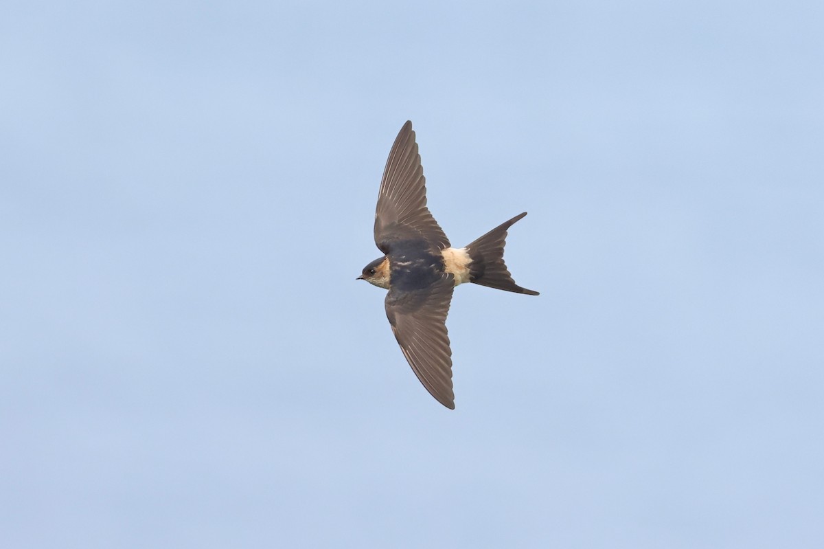 Eastern Red-rumped Swallow - ML644253438