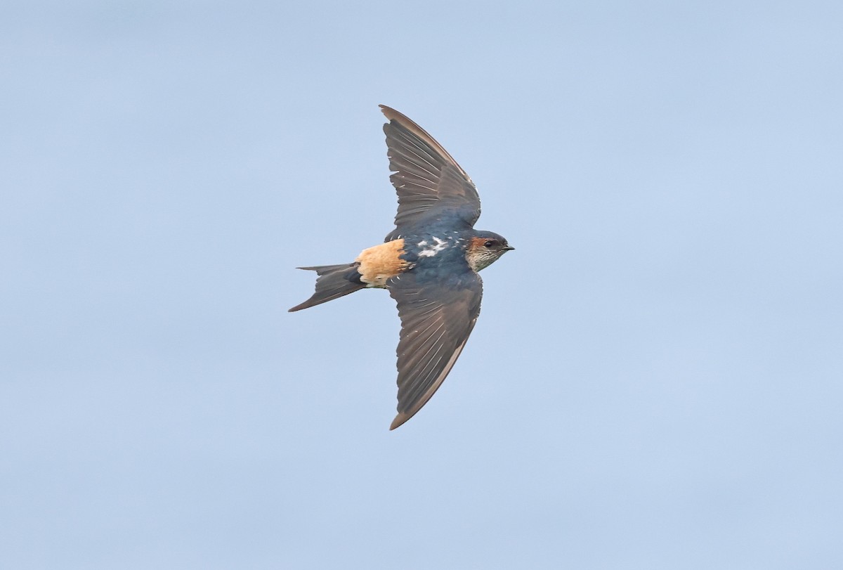 Eastern Red-rumped Swallow - ML644253439
