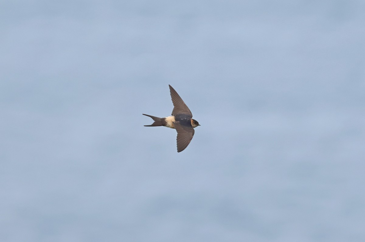 Eastern Red-rumped Swallow - ML644253440