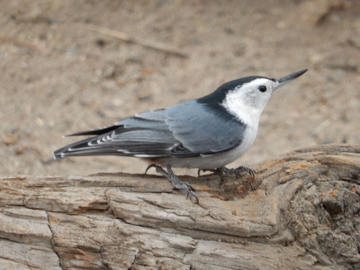 Sittelle à poitrine blanche - ML644253444