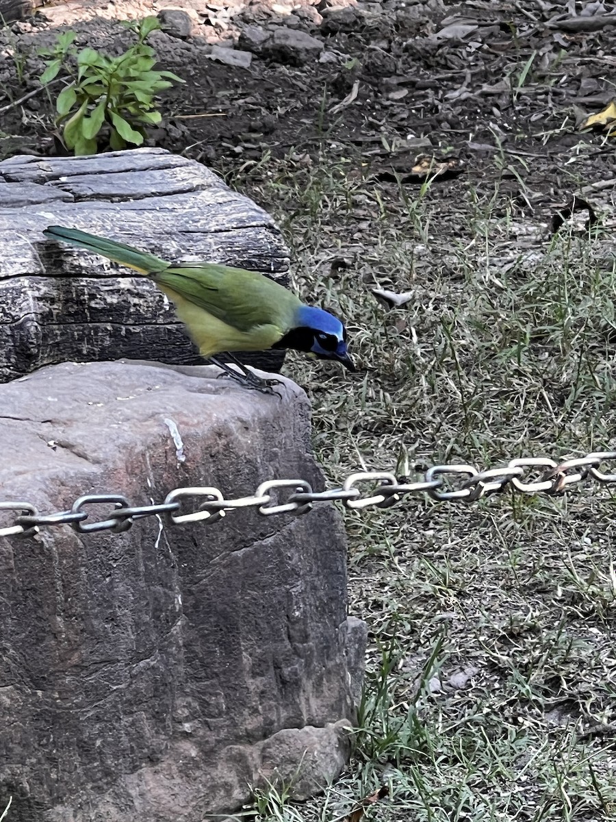 Green Jay - ML644253448