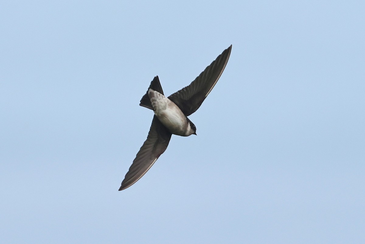 Asian House-Martin - ML644253450