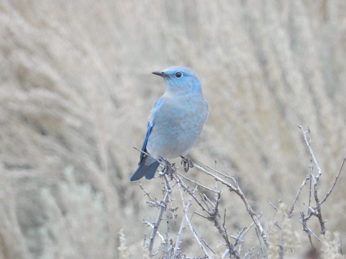 ムジルリツグミ - ML644253452