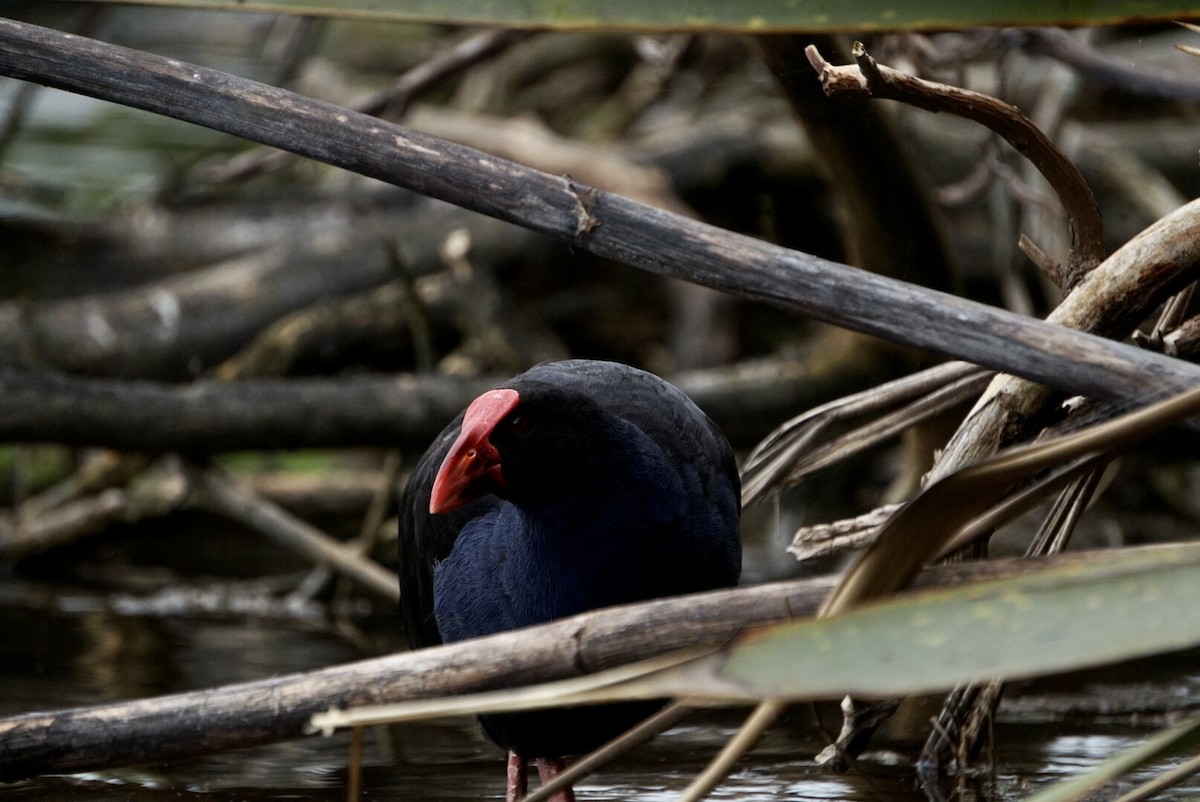 Australasian Swamphen - ML644253459