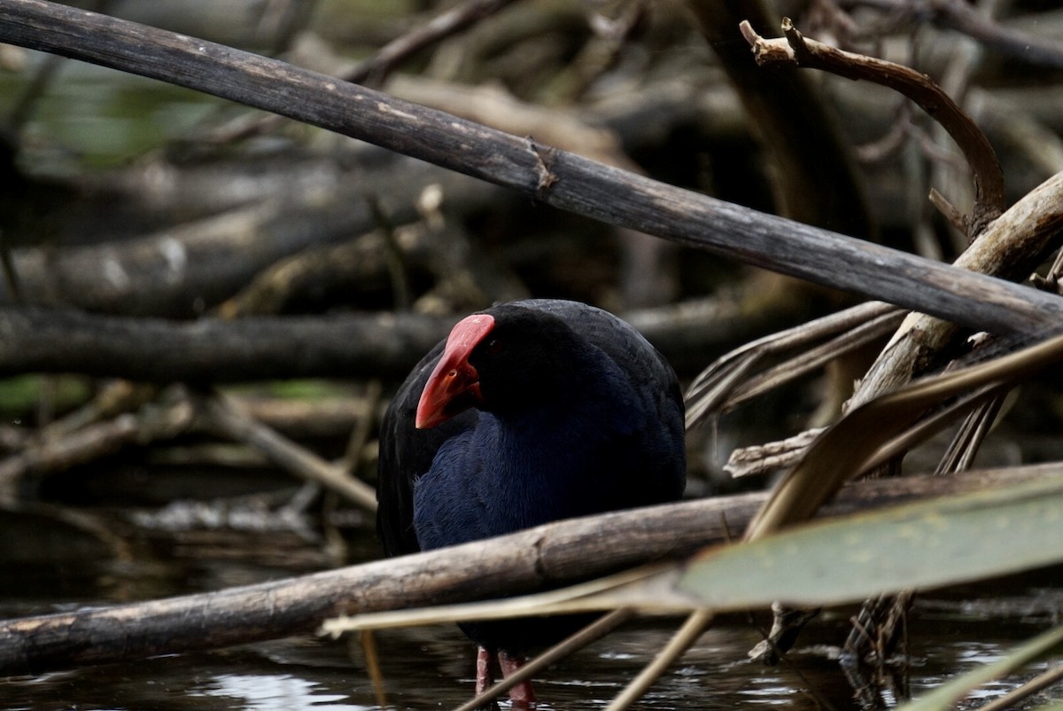 Australasian Swamphen - ML644253460
