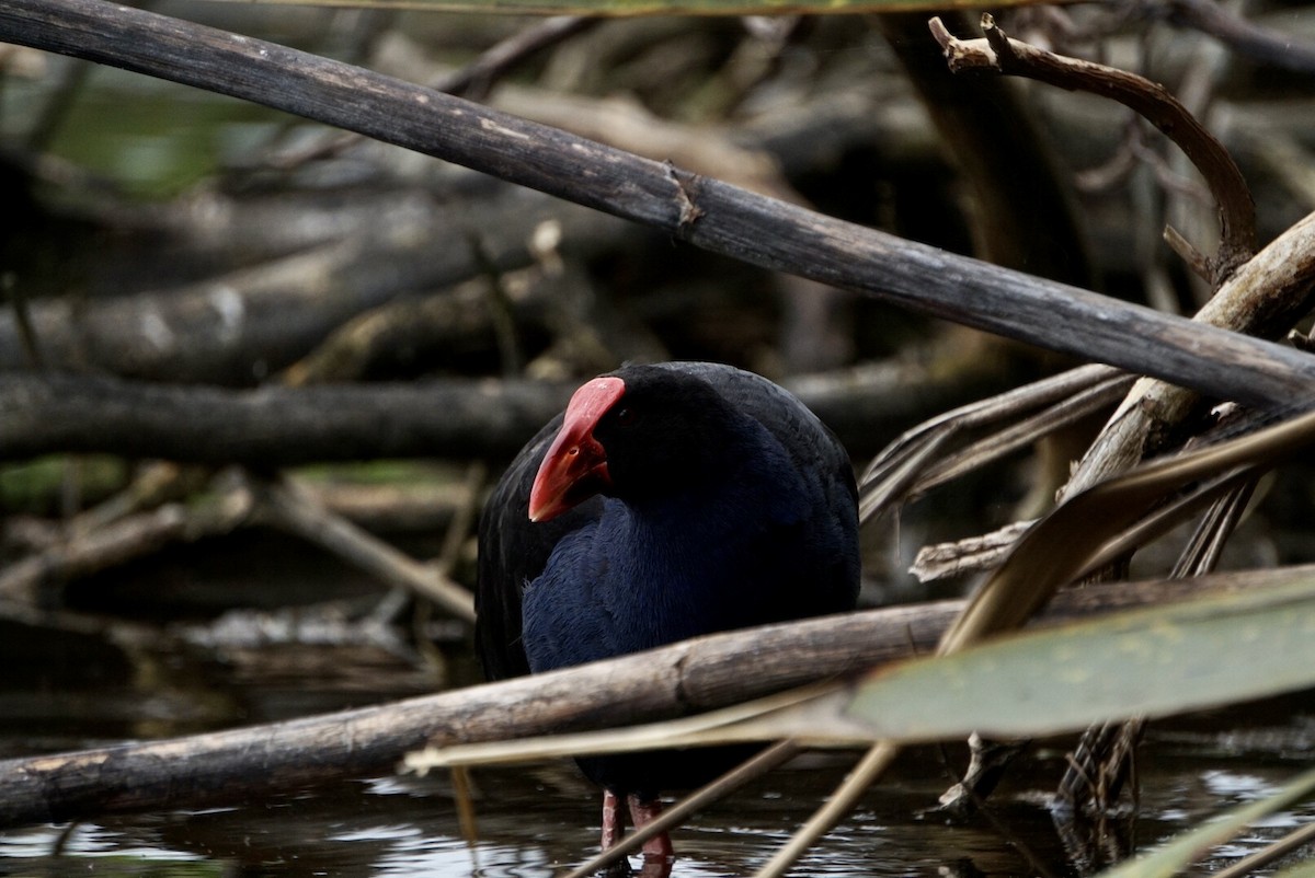 Australasian Swamphen - ML644253461