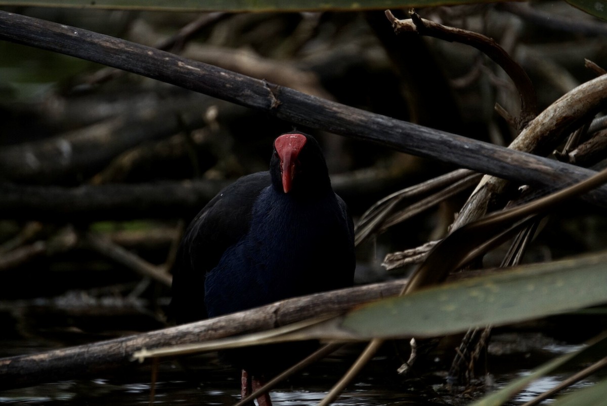 Australasian Swamphen - ML644253463