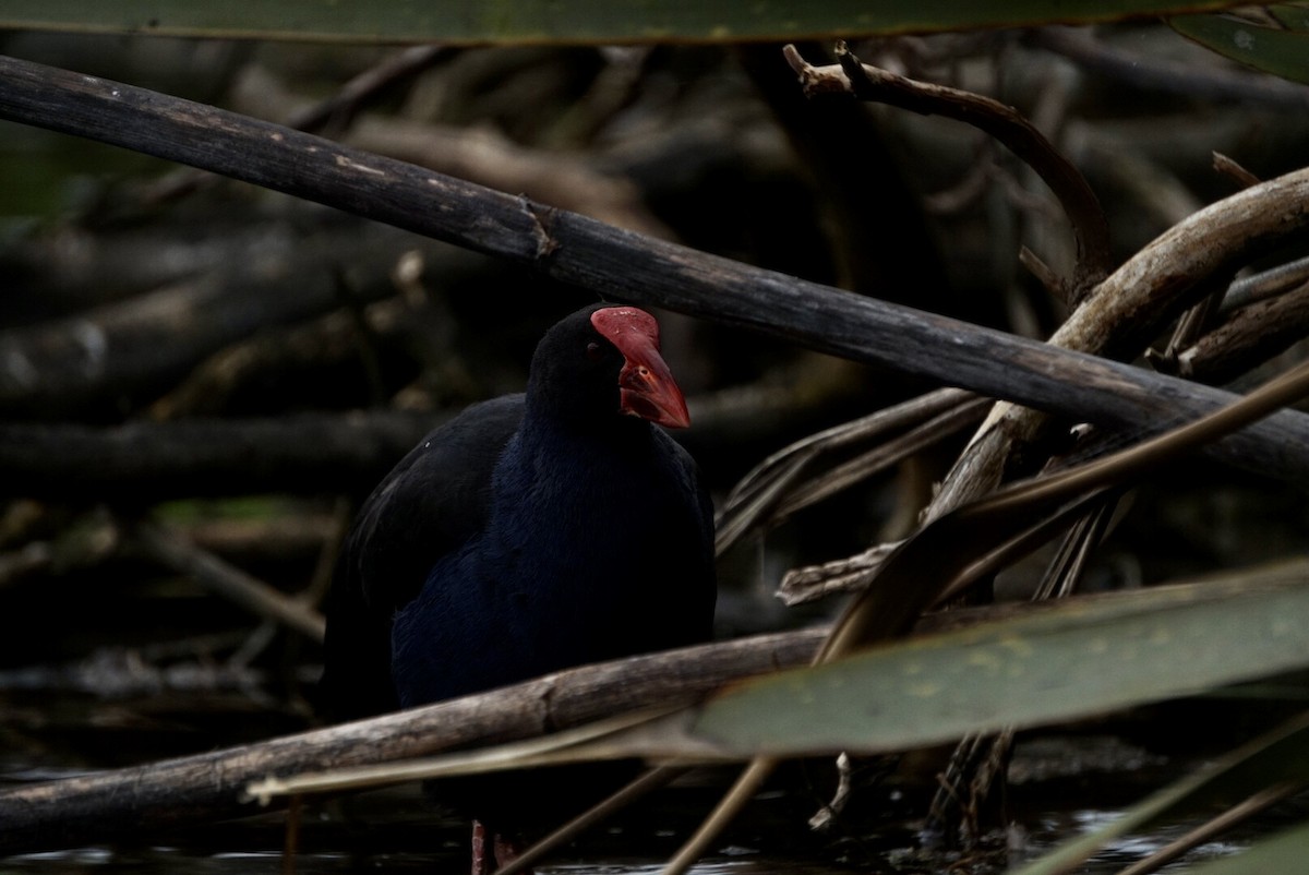 Australasian Swamphen - ML644253464
