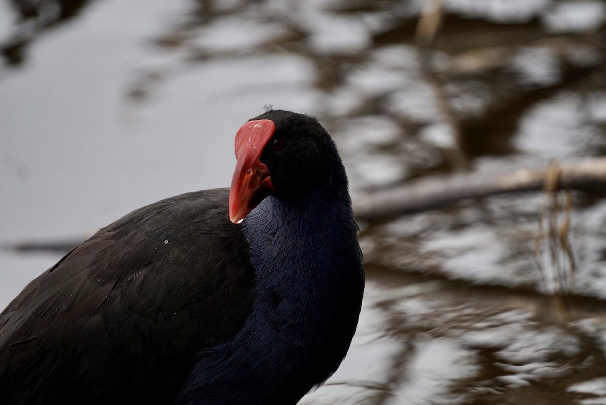 Australasian Swamphen - ML644253466