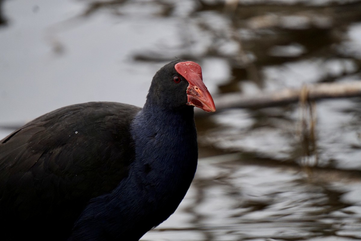 Australasian Swamphen - ML644253467