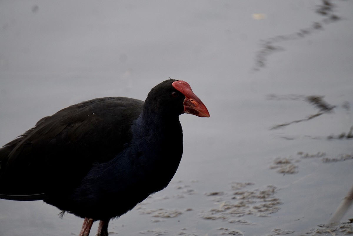 Australasian Swamphen - ML644253468