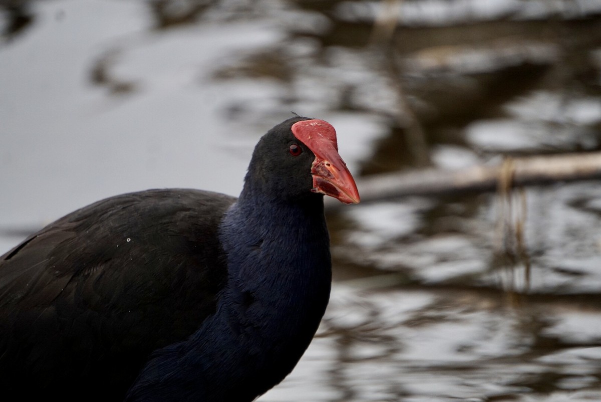 Australasian Swamphen - ML644253469