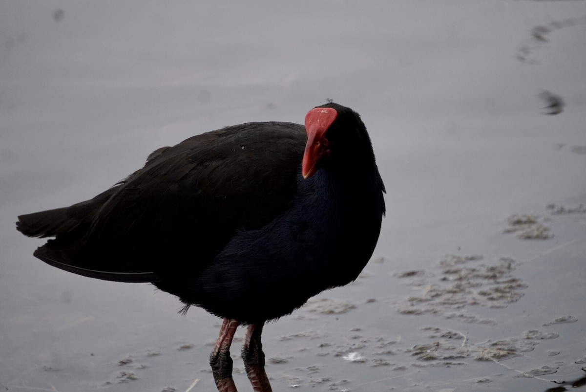 Australasian Swamphen - ML644253470