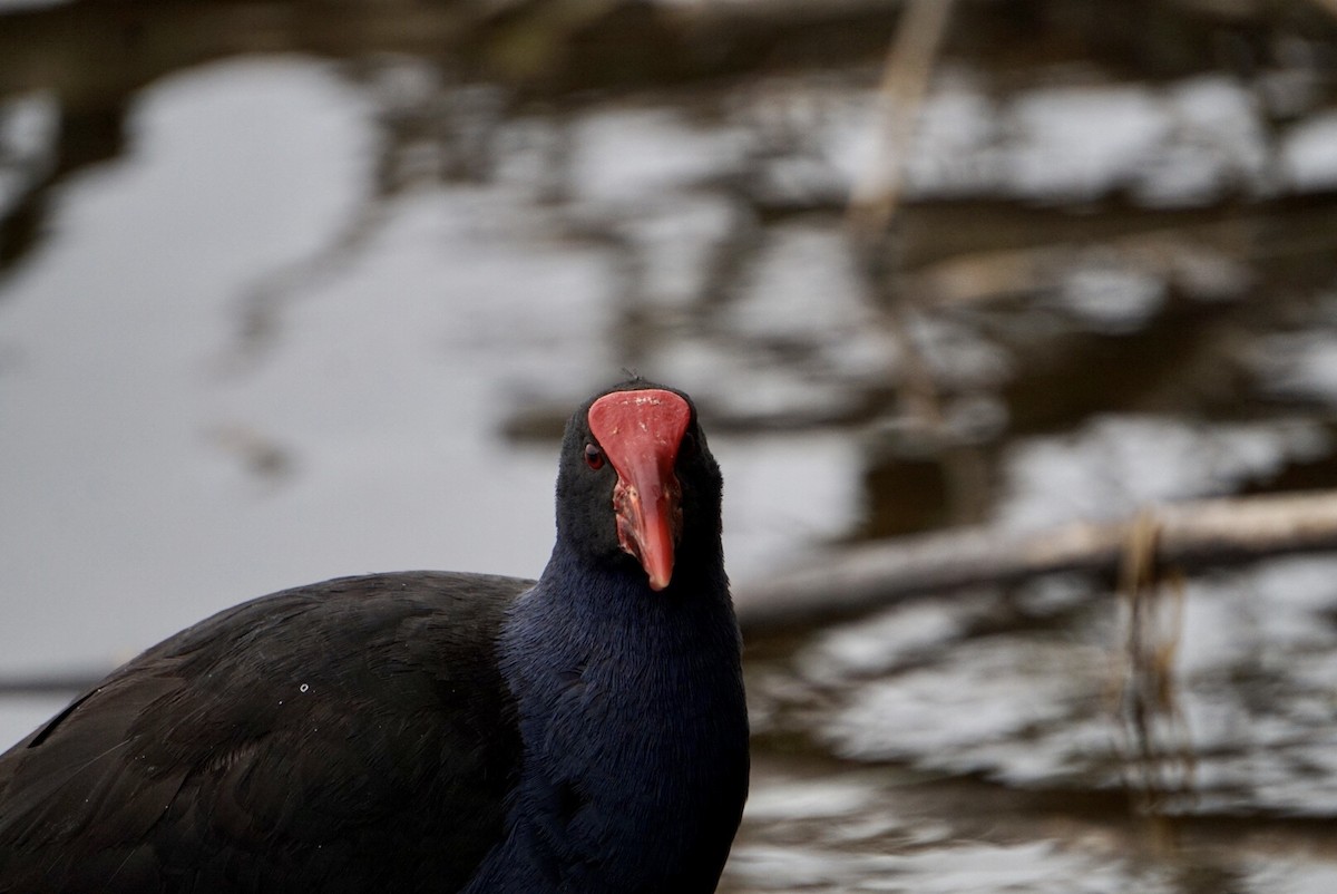 Australasian Swamphen - ML644253471