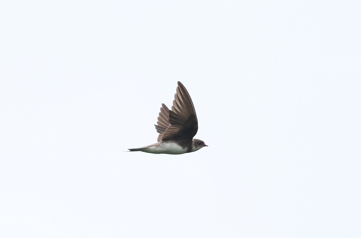 Bank Swallow - ML644253472