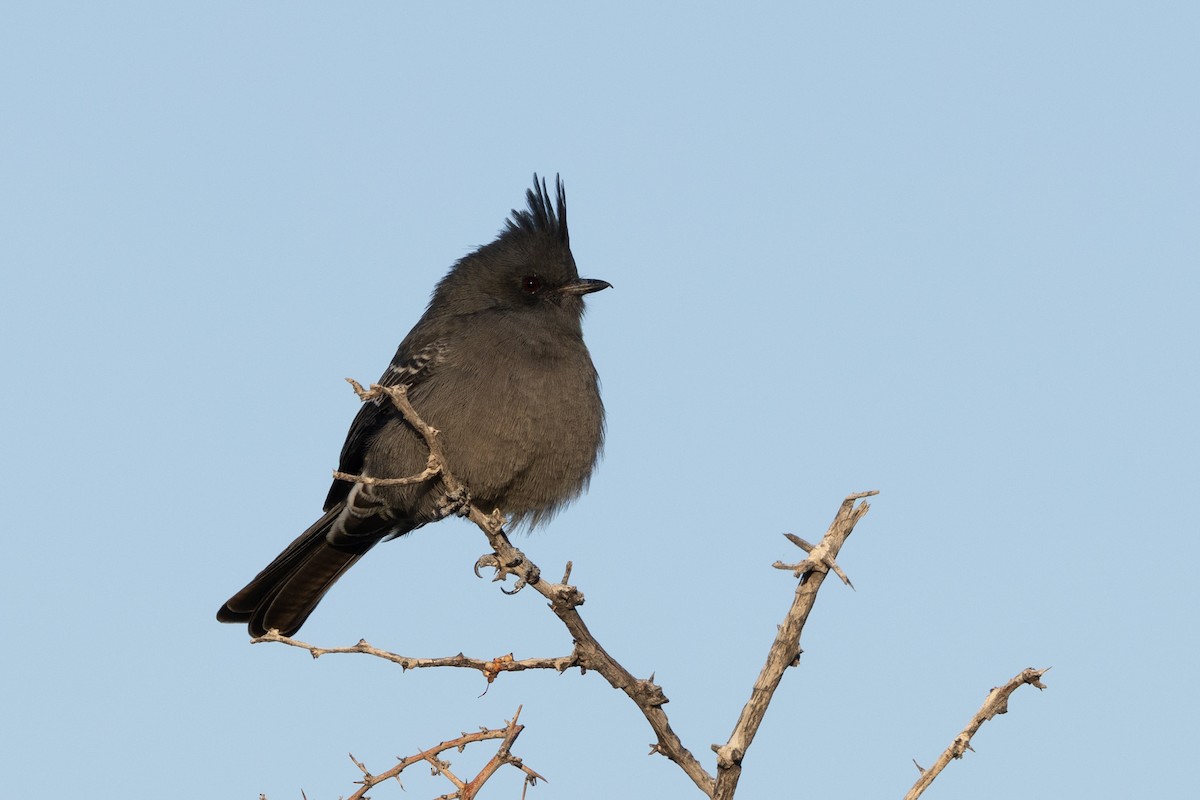 Phainopepla - ML644253473