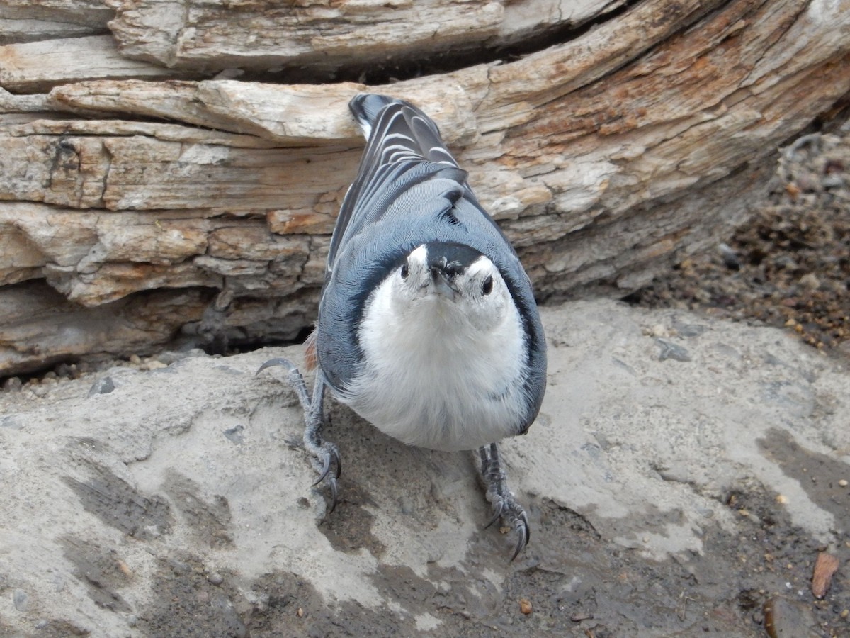 White-breasted Nuthatch - ML644253474