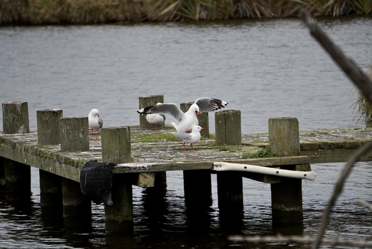 Silver Gull (Red-billed) - ML644253481