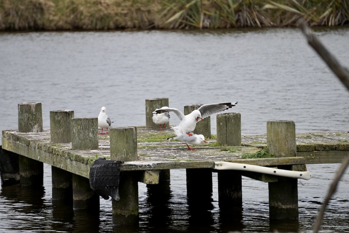 Silver Gull (Red-billed) - ML644253482