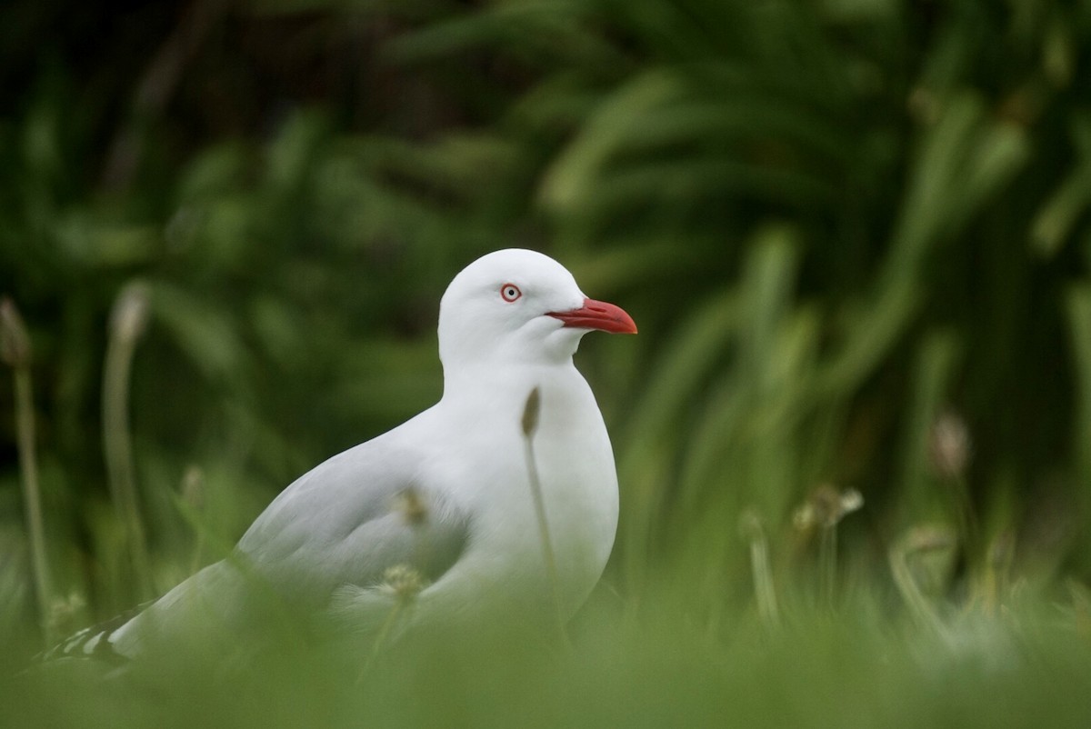 Silver Gull (Red-billed) - ML644253483