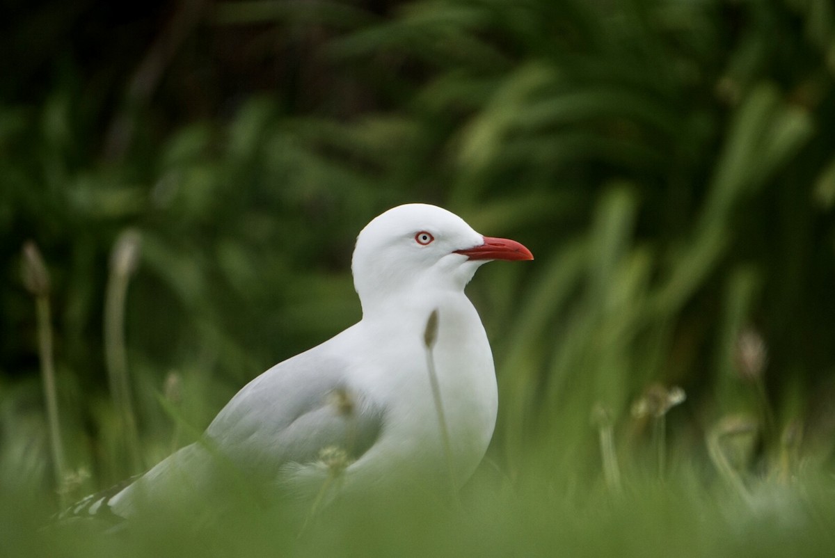 Silver Gull (Red-billed) - ML644253484