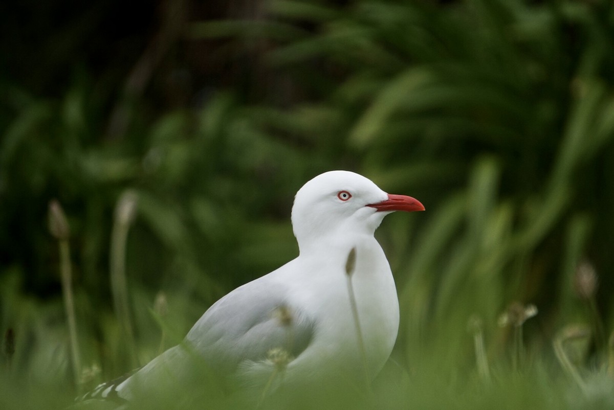 Silver Gull (Red-billed) - ML644253485