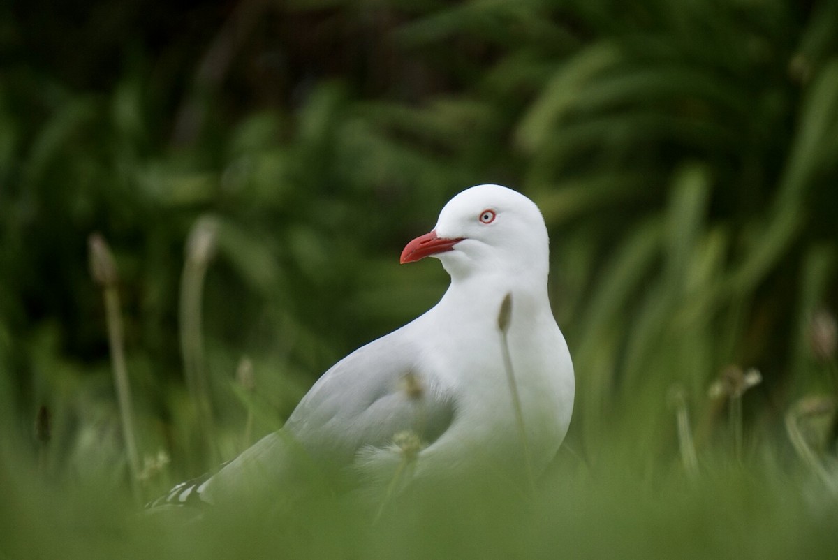 Silver Gull (Red-billed) - ML644253486