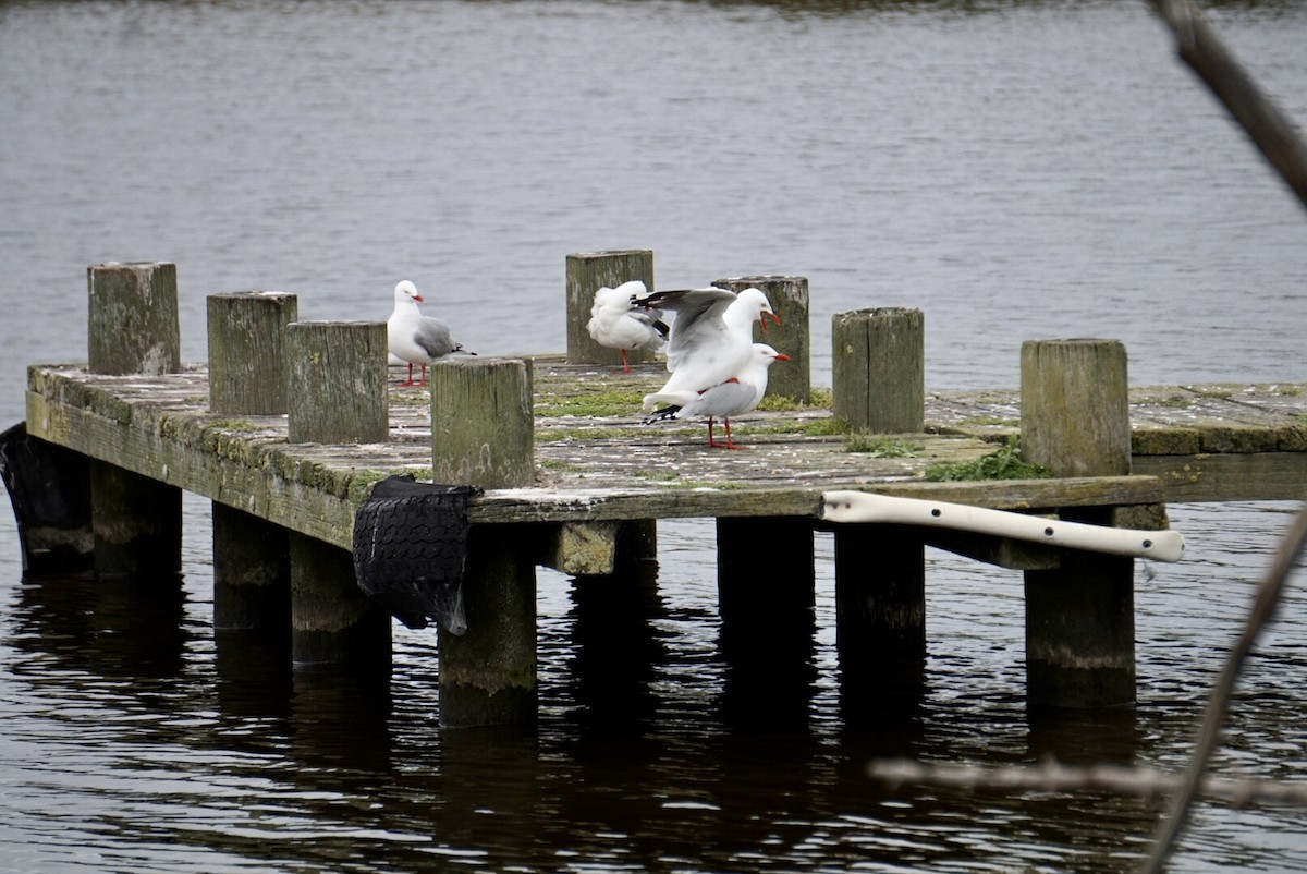 Silver Gull (Red-billed) - ML644253487