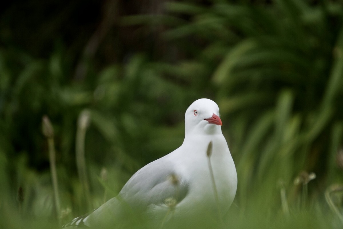 Silver Gull (Red-billed) - ML644253488