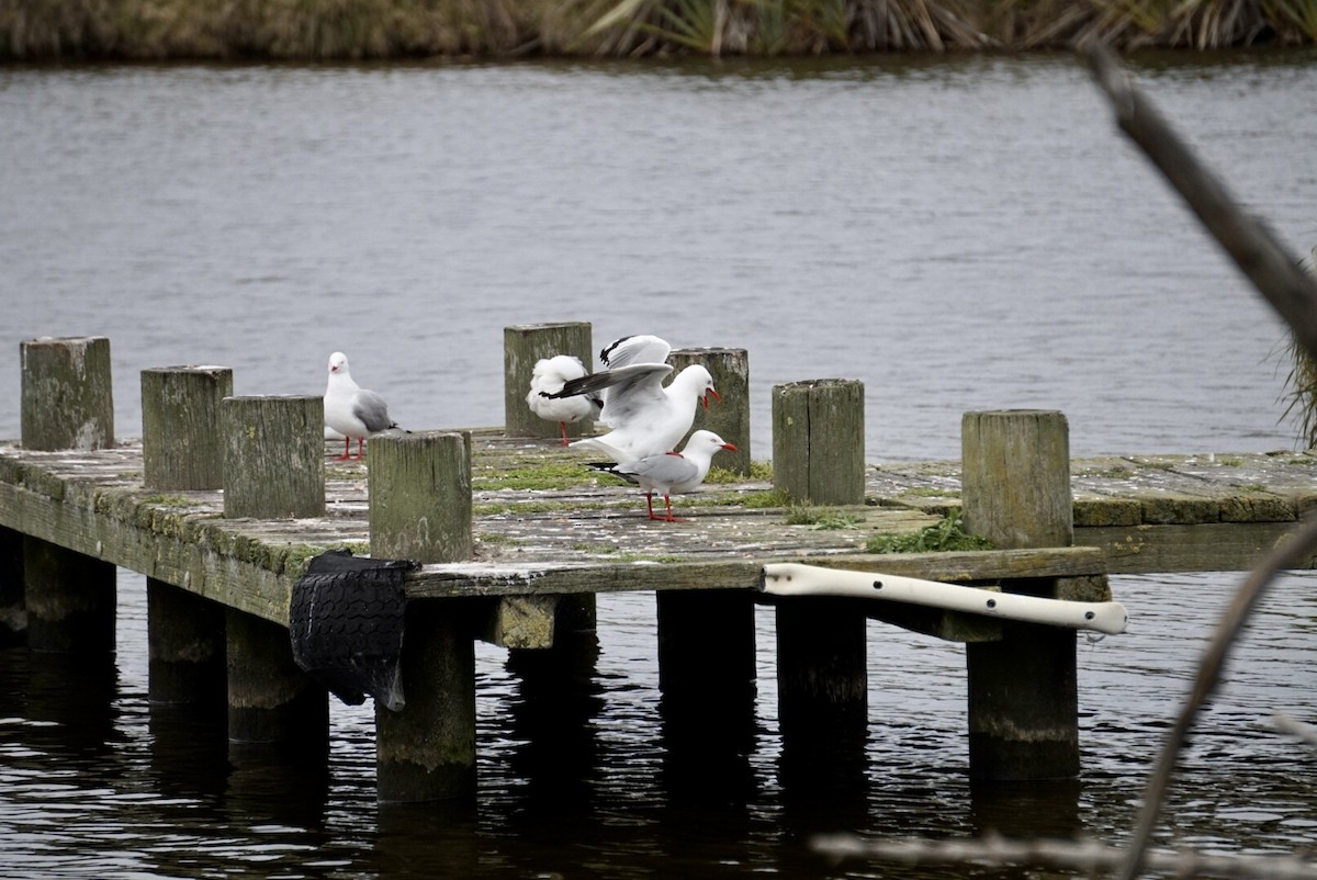 Silver Gull (Red-billed) - ML644253489