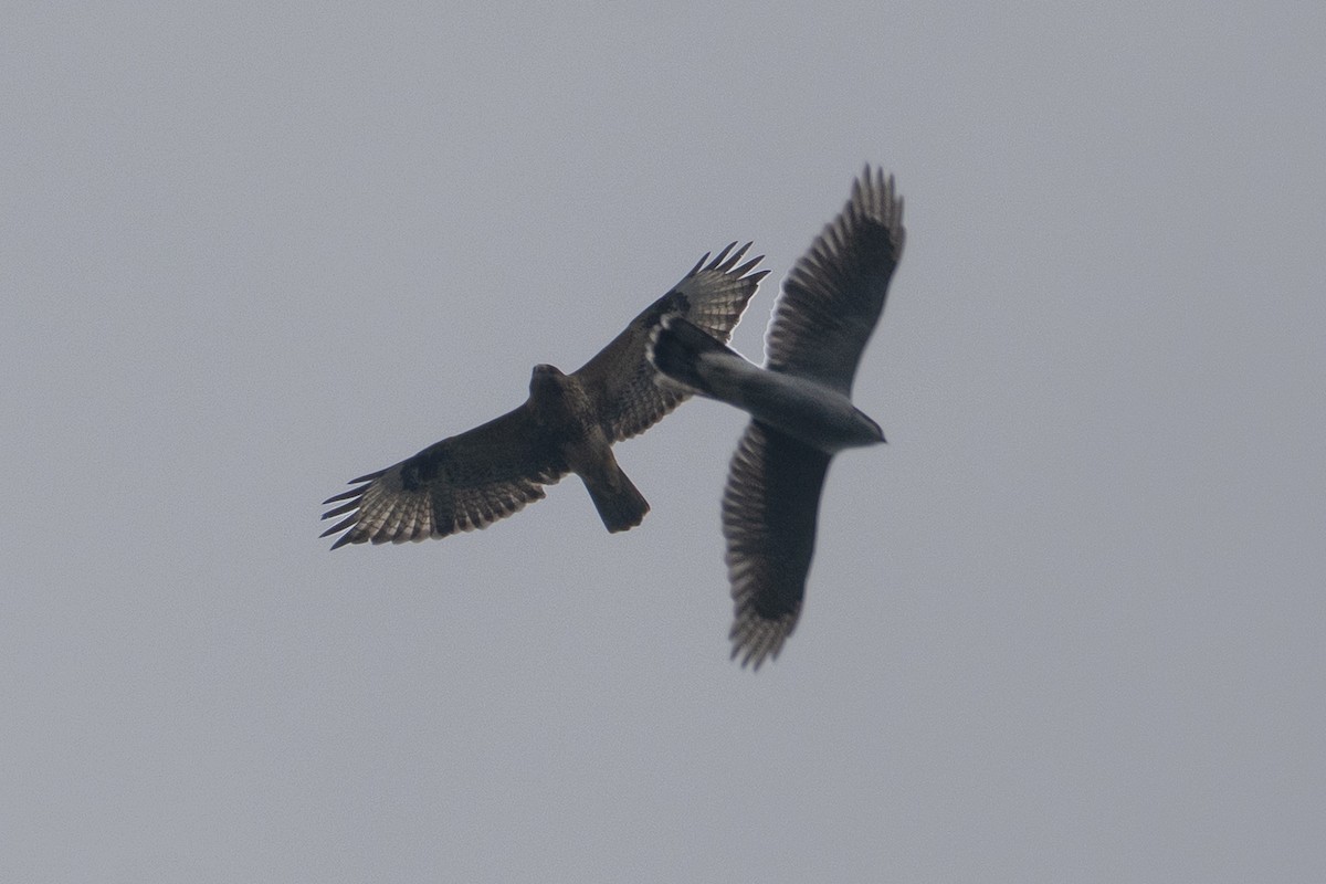 Eastern Buzzard - ML644253490
