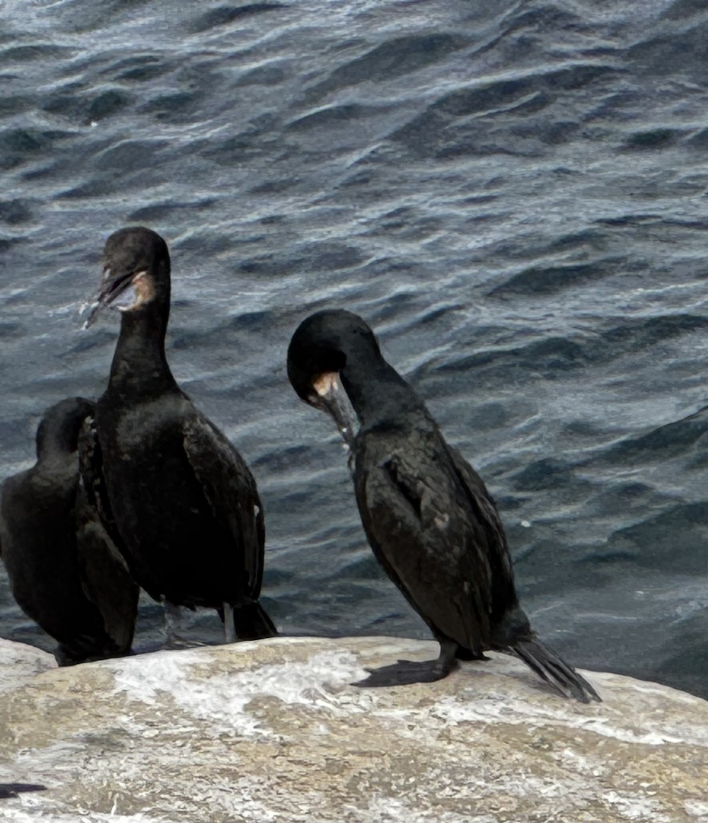 Brandt's Cormorant - ML644253491