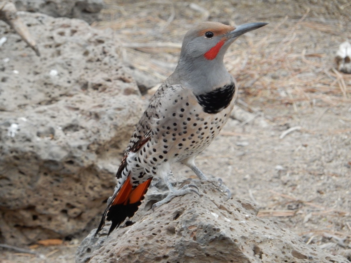 ハシボソキツツキ（cafer グループ） - ML644253493