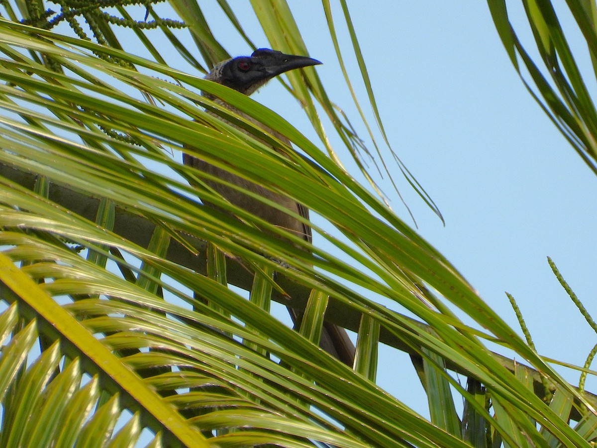 hjelmmunkefugl - ML644253535