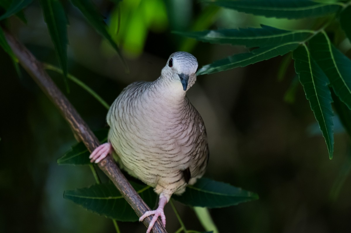 Inca Dove - ML644253541