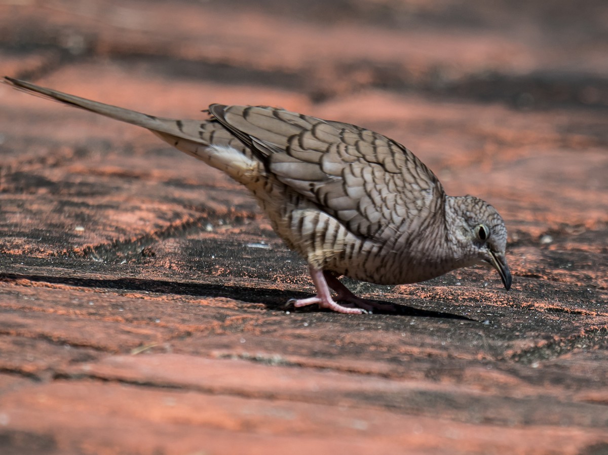 Inca Dove - ML644253547